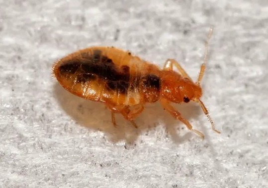 Bed Bugs Control