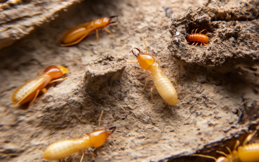 Termite Control