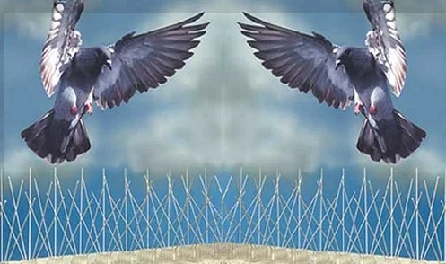 Bird Management